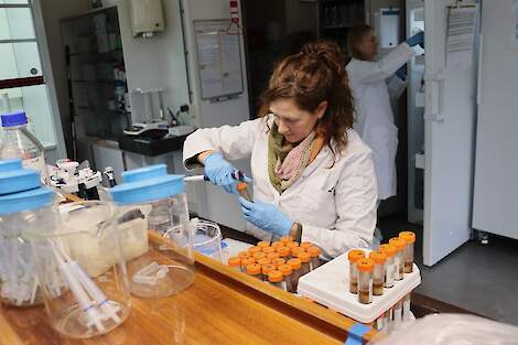 PCR-analyse in de praktijk.