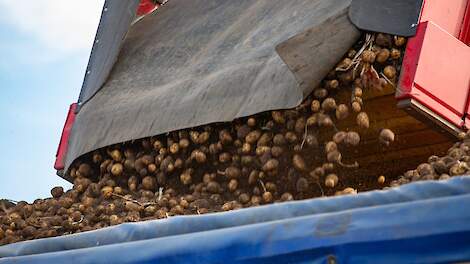 ABN Amro Liquiditeitsmonitor: 'Akkerbouw leunt op reserves door prijsval aardappelmarkt'