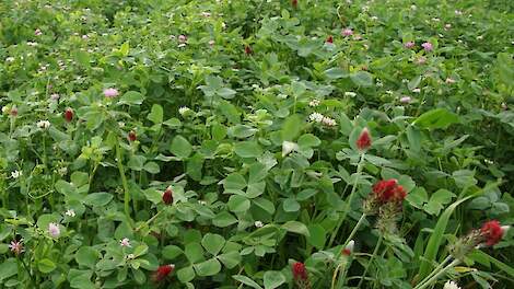 NDicea: nauwkeuriger bemesten, als je weet wat je van de bodem verwachten kunt