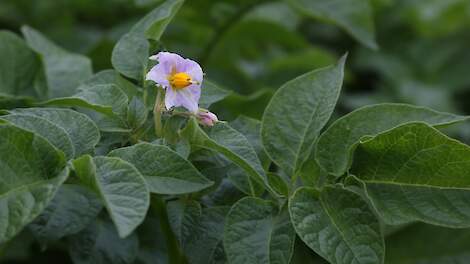 Averis-rassen winnen snel terrein bij Avebe-leden