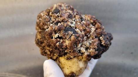 Ontdekking van nieuwe schimmelvariant die wratziekte veroorzaakt