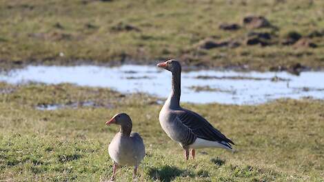 Te weinig bewijs voor inzet jager: geen schadevergoeding voor aangevreten wortelen