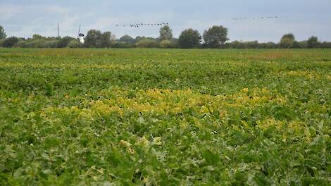 Gerst als antiluisdek reduceert vergelingsziekte in suikerbieten aanzienlijk
