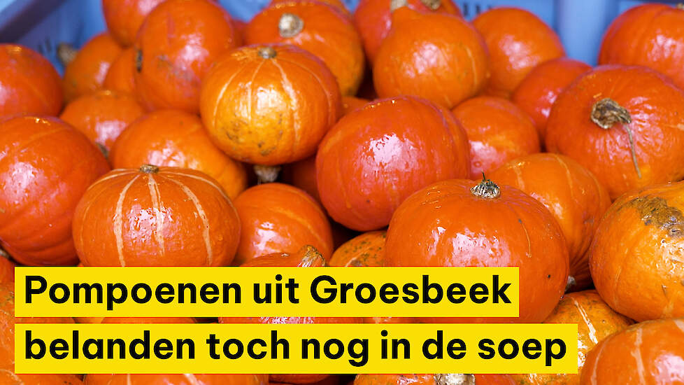 Pompoenen uit Groesbeek belanden toch nog in de soep: ‘De verwerkers draaiden vol gas, maar een keer houdt het op’