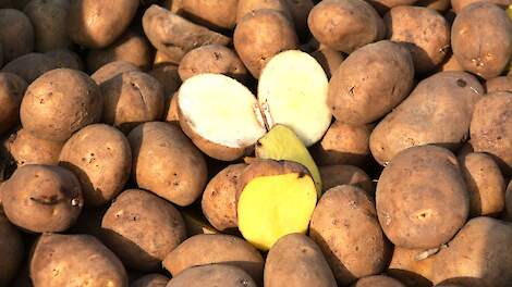 HLB onderzoekt toekomstigbestendigheid van pootgoedteelt