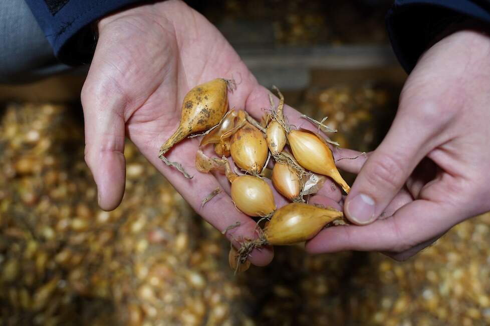 ,,Elke kilo meeropbrengst in uien is winst en dat geldt z&eacute;ker voor een kapitaalintensief gewas als eerstejaars plantuien.&rsquo;&rsquo;