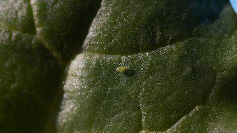 Insectenbeheersing in suikerbieten ziet er dit jaar anders uit