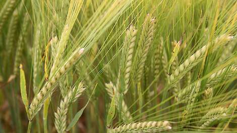 Twee nieuwkomers bij zes gerstrassen die door brouwers en mouters worden gewaardeerd