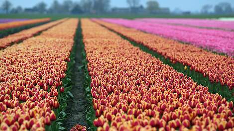 Bollenkweker in Smilde (DR) wil af van hoge boete waterschap voor vermeende lozing op sloot