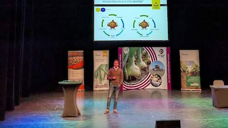 Nederlandse ui moet weer naam maken: ‘Onderscheidend op bewaarbaarheid’