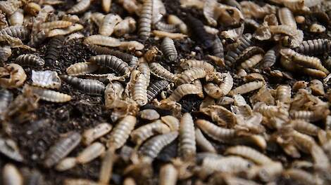 Restproduct van insectenkweek heeft potentie als meststof en biostimulant voor verschillende teelten
