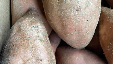 Aangescherpte importcontroles op zoete aardappelen na vondst in België van wortelknobbelaaltje