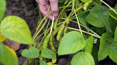 Canadese genetica moet Europese sojateelt naar hoger plan tillen