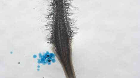 Verdedigingsstof mais blijkt tegelijk lokstof voor schadelijke nematoden