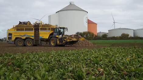Ook recordopbrengsten en -gehaltes bij Belgische suikerfabrieken, maar markt is dramatisch