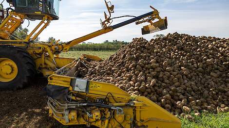 Bietencampagne 2025 breekt records, maar suikermarkt zorgt voor donker randje