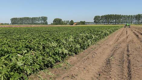 Duurzaamheidsprestaties van telers in zuidwesten van Nederland in kaart gebracht