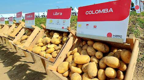 Aardappelhandel blijft in mineur