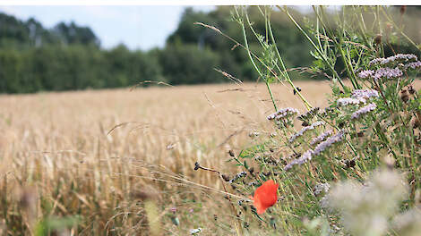 Kunnen duurzamheid en productiviteit hand in hand gaan?