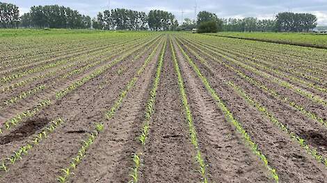 Video: Bescherming tegen ritnaalden: toepassing en verdeling van granulaten in maïs