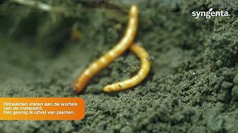 Het belang van een goede toepassing van Force Evo in ma&iuml;s