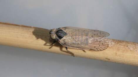 ‘Stop met wintertarwe. Dat is de zwakke schakel bij de oprukkende gewasziekten Stolbur en SBR’