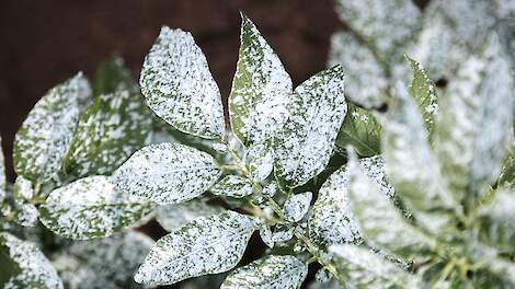 ‘Zonder breedwerkende insecticiden moet je zorgen dat je virusgevoelige rassen meer isoleert’