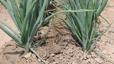 NAJK deelt visie op weerbaar telen: 'willen gesprek over gewasbescherming verbreden en concreet maken'