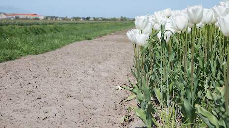 Opmeer hoeft bollenteelt niet stil te leggen ondanks zorgen om middelengebruik