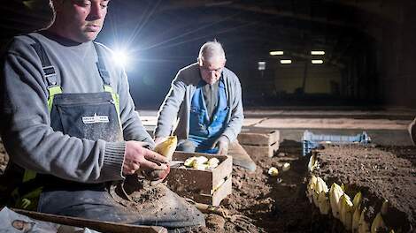 Hernieuwde opleiding als reddingsboei voor de 'bakermat van de witlofteelt'