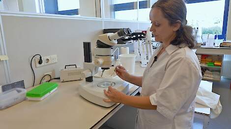 Video: Welke schadelijke aaltjes zitten er in mijn bodem?