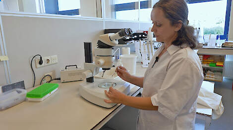 Schadelijke aaltjes en aardappelmoeheid; inzicht door onderzoek