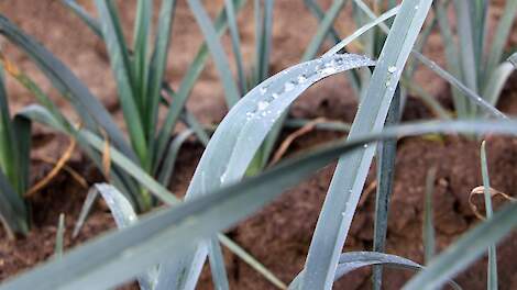 Voorstel voor betere keuring van werkzaamheid biostimulanten