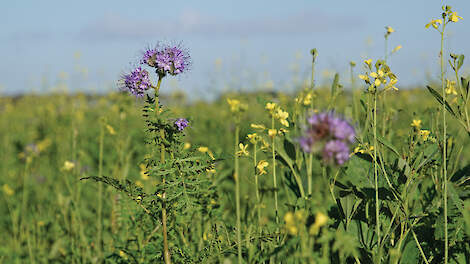 ‘Beste inwerkmoment groenbemester is boerenkeuze’