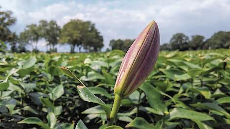 Drentse gemeente stelt teeltvrije zone van vijftig meter in bij lelies