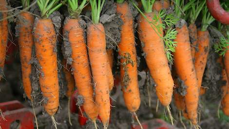 Waspeenteler hoopt na jarenlang gesteggel op groen licht voor verhuizing