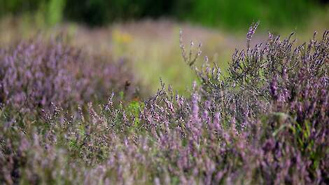 Meer onderzoek nodig naar effecten van gewasbeschermingsmiddelen op natuur