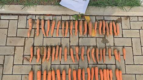 Rassenkeuze voor biologische teelten onder druk