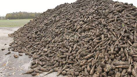 Sensus sluit 'historisch mooie' cichoreicampagne af