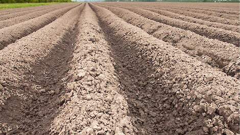 Sterke bodemwerking cruciaal tegen nachtschade en doornappel in aardappelen