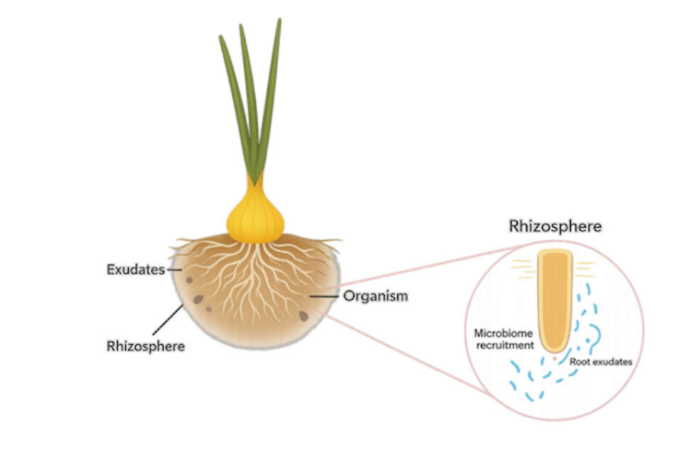 Afgifte wortelexudaten ui