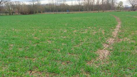 Graanprijzen weer licht stijgend