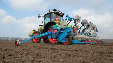 'Week wachten met zaaien voorkomt wegval van uienplanten door bonenvlieg'