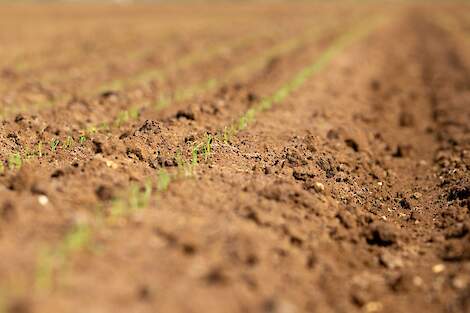 Opkomst van zaaiuien.