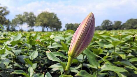 Drents Parlement uit juridische twijfels over beleid gewasbeschermingsmiddelen nabij Natura 2000