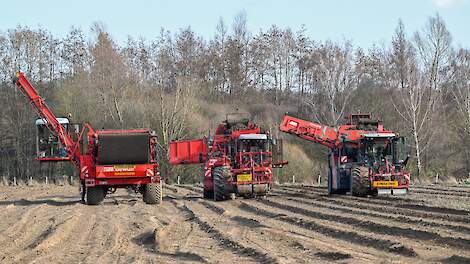 Fotoserie: 'Vergeten wintergroente' schorseneren in Limburg gerooid