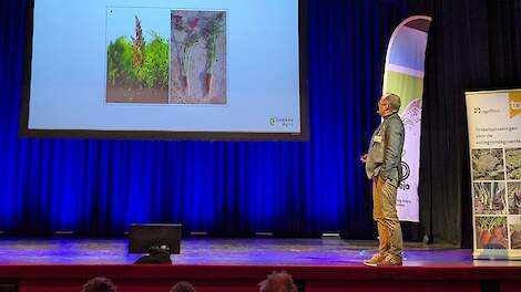 'Vanwege stolbur misschien toch zaadcoating voor wintergranen toelaten?'