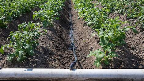Efficiëntere stikstofbenutting in aardappelen door zoet water