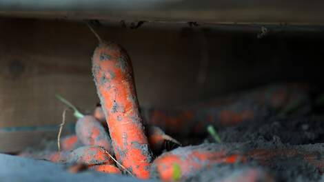 Pleidooi voor later zaaien peen: 'Met groeidagen kiezen voor kwaliteit in plaats van maximale opbrengst'