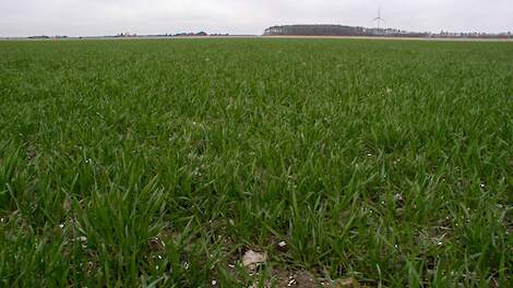 Dit is hét startpunt voor effectieve groeiregulatie